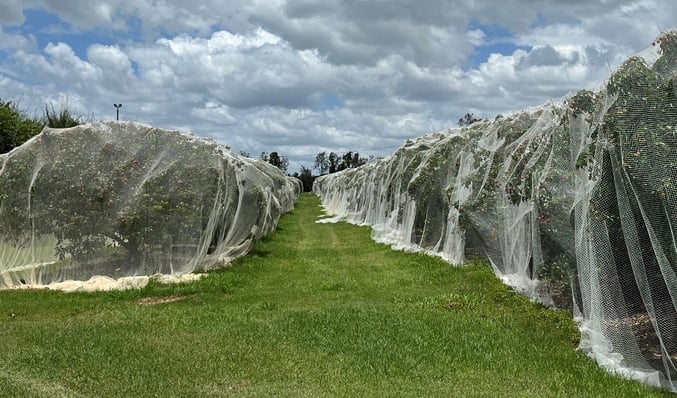 Cris Kajewski lychee farm_at_dawn_netted_trees_WEB