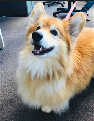 Merlin_Corgi_Irene_Lea-1