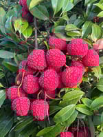 lychee_bunch_WEB